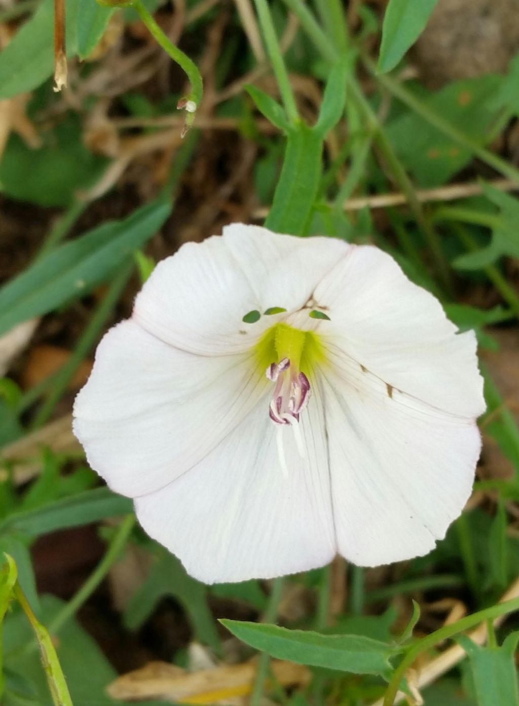 Convolvulus arvensis.